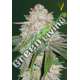 10 UND FEM - AUTO CHOCODOPE * VICTORY SEEDS FEMINIZADA 10 UND