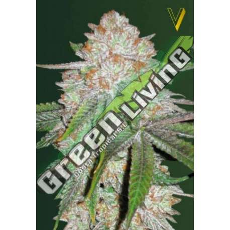 10 UND FEM - AUTO CHOCODOPE * VICTORY SEEDS FEMINIZADA 10 UND