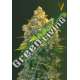 10 UND FEM - AUTO CHRONIC MONSTER XXL * VICTORY SEEDS FEMINIZADA 10 UND