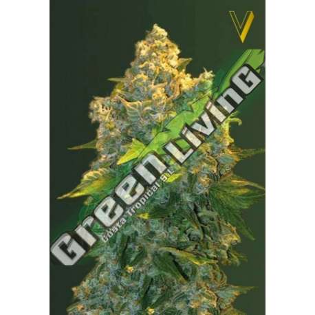 10 UND FEM - AUTO CHRONIC MONSTER XXL * VICTORY SEEDS FEMINIZADA 10 UND