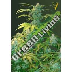 10 UND FEM - AUTO HEAVEN * VICTORY SEEDS FEMINIZADA 10 UND