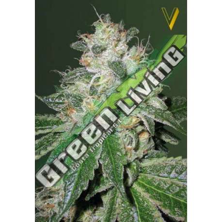 10 UND FEM - AUTO OG KUSH * VICTORY SEEDS FEMINIZADA 10 UND