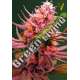 10 UND FEM - AUTO SEEMANGO * VICTORY SEEDS FEMINIZADA 10 UND