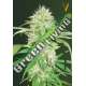 10 UND FEM - AUTO SUPER MAZAR * VICTORY SEEDS FEMINIZADA 10 UND