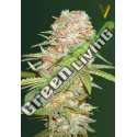 10 UND FEM - AUTO SUPER EXTRA SKUNK * VICTORY SEEDS FEMINIZADA 10 UND