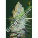 10 UND FEM - AMNESIUM * VICTORY SEEDS FEMINIZADA 10 UND