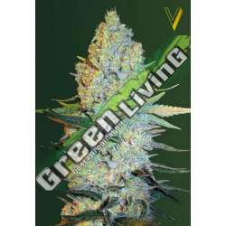 10 UND FEM - AMNESIUM * VICTORY SEEDS FEMINIZADA 10 UND