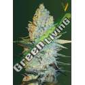 10 UND FEM - AMNESIUM * VICTORY SEEDS FEMINIZADA 10 UND