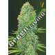10 UND FEM - AMNESIA HAZE * VICTORY SEEDS FEMINIZADA 10 UND