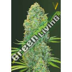 10 UND FEM - AMNESIA HAZE * VICTORY SEEDS FEMINIZADA 10 UND