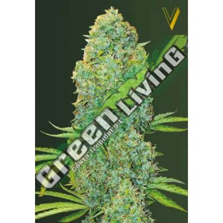 10 UND FEM - AMNESIA HAZE * VICTORY SEEDS FEMINIZADA 10 UND