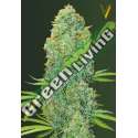 10 UND FEM - AMNESIA HAZE * VICTORY SEEDS FEMINIZADA 10 UND