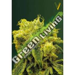 10 UND FEM - BLOW DREAM * VICTORY SEEDS FEMINIZADA 10 UND