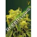 10 UND FEM - BLOW DREAM * VICTORY SEEDS FEMINIZADA 10 UND