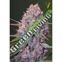 10 UND FEM - CARAMELINO * VICTORY SEEDS FEMINIZADA 10 UND