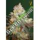 10 UND FEM - CHOCODOPE * VICTORY SEEDS FEMINIZADA 10 UND