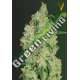 10 UND FEM - GREEN WILD SHARK * VICTORY SEEDS FEMINIZADA 10 UND