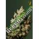 10 UND FEM - NORTHERN LIGHT * VICTORY SEEDS FEMINIZADA 10 UND