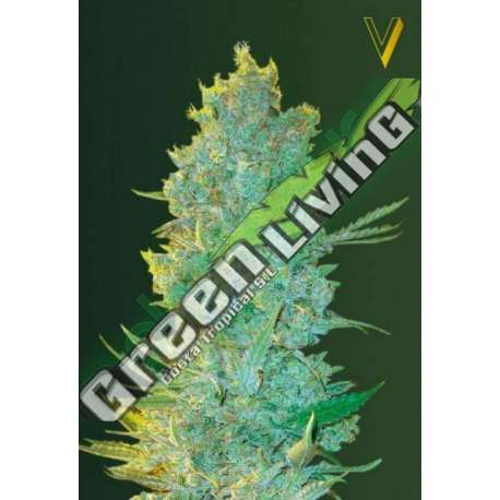 10 UND FEM - OG KUSH * VICTORY SEEDS FEMINIZADA 10 UND