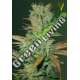 10 UND FEM - SEEMANGO * VICTORY SEEDS FEMINIZADA 10 UND