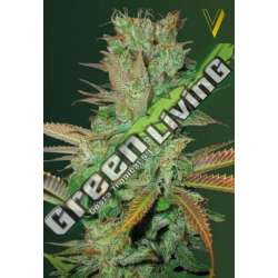 10 UND FEM - SEEMANGO * VICTORY SEEDS FEMINIZADA 10 UND