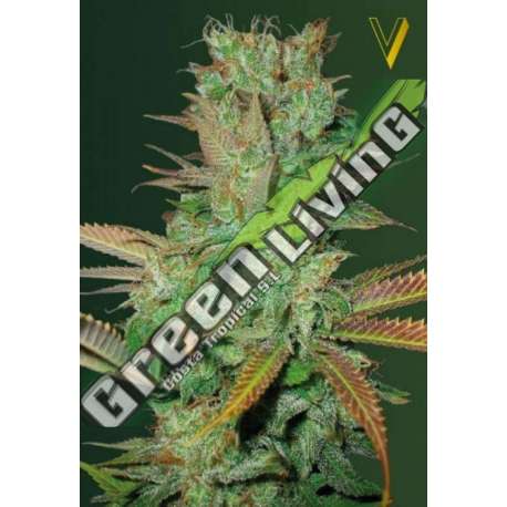 10 UND FEM - SEEMANGO * VICTORY SEEDS FEMINIZADA 10 UND