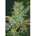 10 UND FEM - SEEMANGO * VICTORY SEEDS FEMINIZADA 10 UND