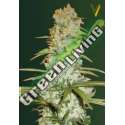 10 UND FEM - RED RUSSIAN XXL * VICTORY SEEDS FEMINIZADA 10 UND