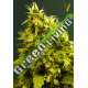 10 UND FEM - WHITE WIDOW * VICTORY SEEDS FEMINIZADA 10 UND