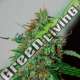 3 UND FEM - WILD THAILAND RYDER (AUTOFLOWERING C.) * WORLD OF SEEDS 3 UND FEMINIZADAS