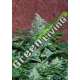 3 UND FEM - AMNESIA RYDER (AUTOFLOWERING C.) * WORLD OF SEEDS 3 UND FEMINIZADAS