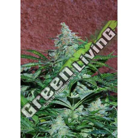 3 UND FEM - AMNESIA RYDER (AUTOFLOWERING C.) * WORLD OF SEEDS 3 UND FEMINIZADAS