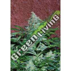 7 UND FEM - AMNESIA RYDER (AUTOFLOWERING C.) * WORLD OF SEEDS 7 UND FEMINIZADAS