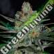 7 UND FEM - AFGHAN KUSH (EARLY HARVEST) * WORLD OF SEEDS 7 UND FEMINIZADAS