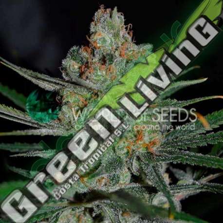 7 UND FEM - AFGHAN KUSH (EARLY HARVEST) * WORLD OF SEEDS 7 UND FEMINIZADAS