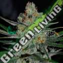 7 UND FEM - AFGHAN KUSH (EARLY HARVEST) * WORLD OF SEEDS 7 UND FEMINIZADAS