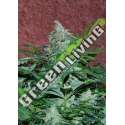 12 UND FEM - AMNESIA RYDER (AUTOFLOWERING C.) * WORLD OF SEEDS FEMINIZADA 12 UND