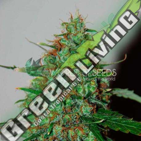 12 UND FEM - WILD THAILAND RYDER (AUTOFLOWERING C.) * WORLD OF SEEDS FEMINIZADA 12 UND