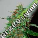 12 UND FEM - WILD THAILAND RYDER (AUTOFLOWERING C.) * WORLD OF SEEDS FEMINIZADA 12 UND