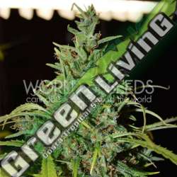 12 UND FEM - NEVILLE HAZE RYDER (AUTOFLOWERING C.) * WORLD OF SEEDS 12 UND FEMINIZADAS