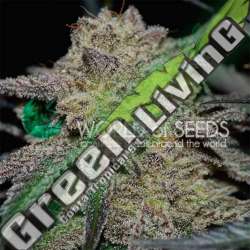 12 UND FEM - TONIC RYDER (AUTOFLOWERING C.) * WORLD OF SEEDS 12 UND FEMINIZADAS