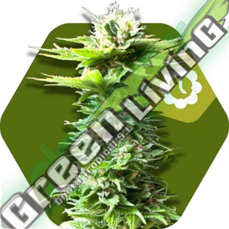 3 UND FEM - POWER KUSH AUTO * ZAMBEZA SEEDS 3 UND FEMINIZADAS