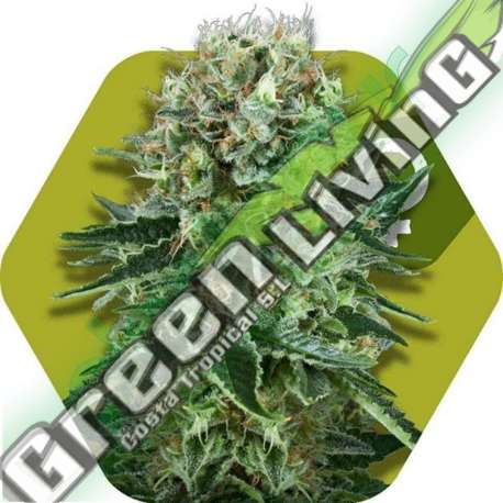 3 UND FEM - OG BUBBLE GUM * ZAMBEZA SEEDS 3 UND FEMINIZADAS