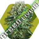 3 UND FEM - OG BUBBLE GUM * ZAMBEZA SEEDS 3 UND FEMINIZADAS