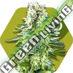 5 UND FEM - WHITE WIDOW XL * ZAMBEZA SEEDS 5 UND FEMINIZADAS