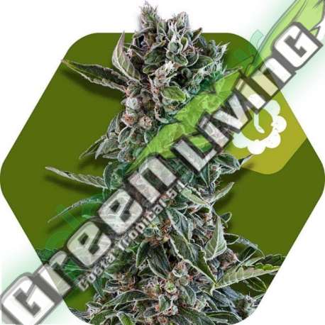 5 UND FEM - BLUEBERRY CHEESE-AUTO * ZAMBEZA SEEDS 5 UND FEMINIZADAS