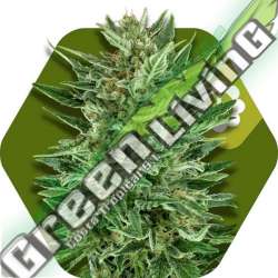 5 UND FEM - WHITE CHEESE-AUTO * ZAMBEZA SEEDS 5 UND FEMINIZADAS