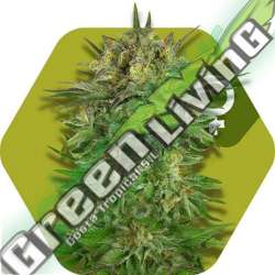 5 UND FEM - BLUE BRILLIANT * ZAMBEZA SEEDS 5 UND FEMINIZADAS