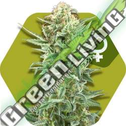 5 UND FEM - POWER KUSH * ZAMBEZA SEEDS 5 UND FEMINIZADAS