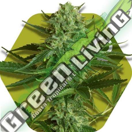 10 UND FEM - WHITE WIDOW HAZE * ZAMBEZA SEEDS 10 UND FEMINIZADAS